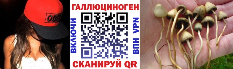 купить   Кондрово  Псилоцибиновые грибы мицелий 